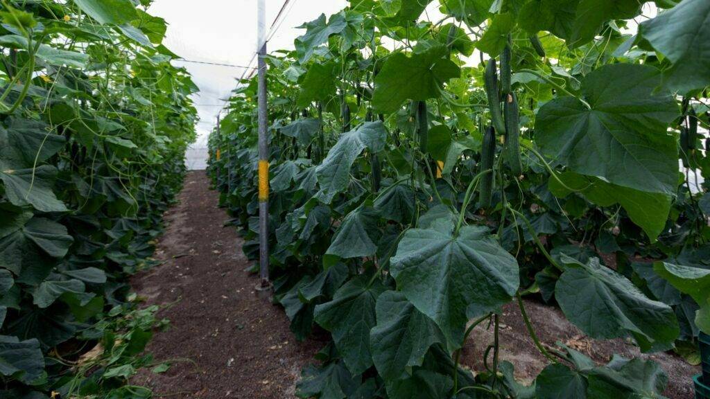 FOTO PEPINO-largo-ABETO-2-16x9 - copia|Fitó-PEPINO HOLANDÉS ABETO 1